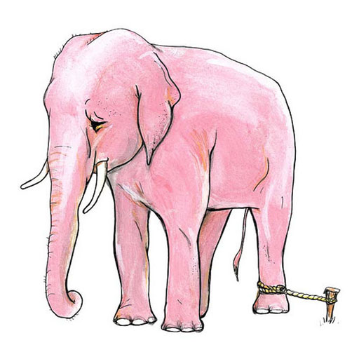 O que os elefantes podem nos ensinar sobre nossas crenças limitantes?